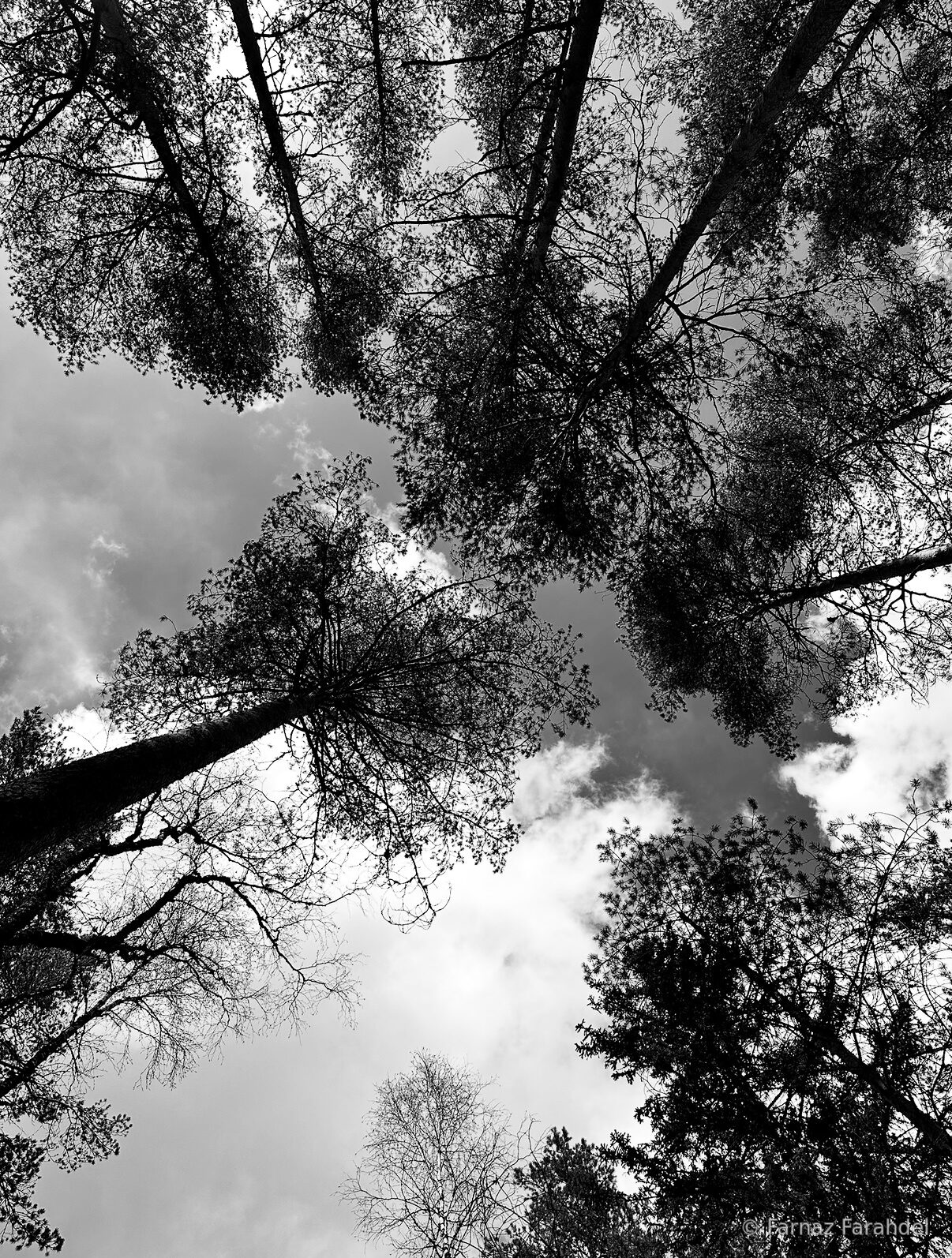 Looking Up
